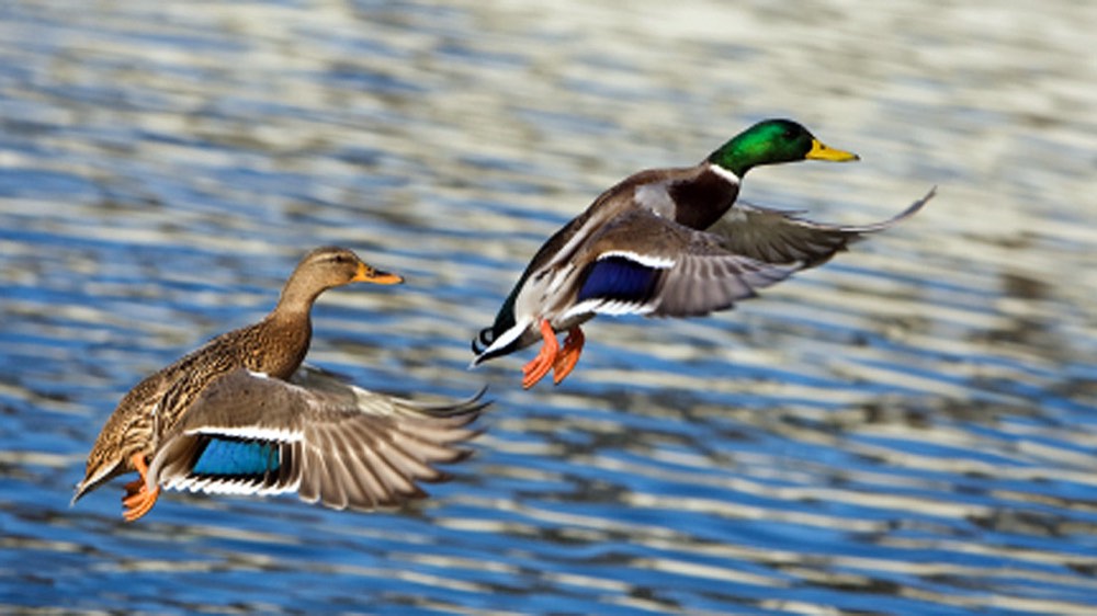 Canards