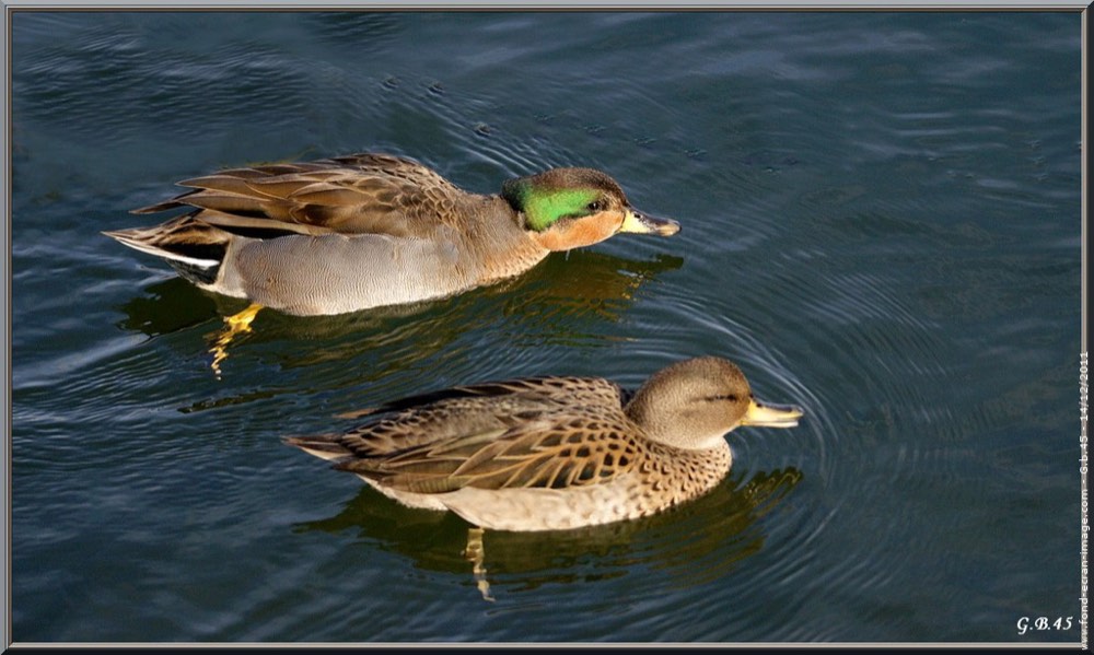 Canards
